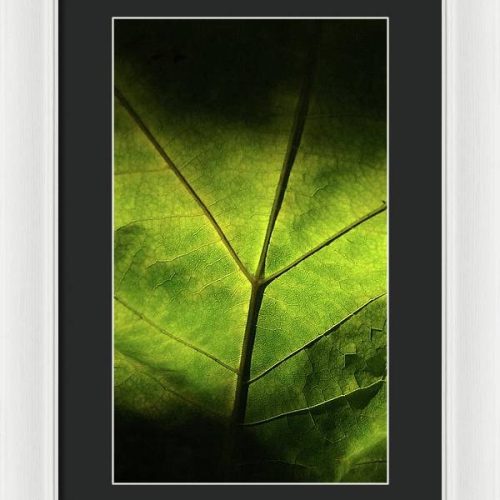 leaf ii earthwise designs d8c4f8bc cde7 4fd5 a255 1d306430ca79