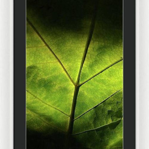 leaf ii earthwise designs dc0ec552 a51e 4e8a b339 4a63ecab2266