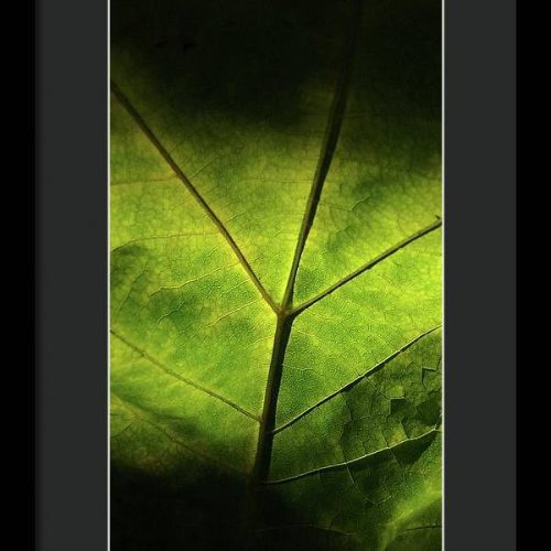 leaf ii earthwise designs e1ff5aaf 376e 42be b22f 0be323eed5f9