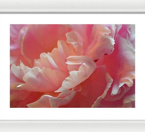 peony i earthwise designs c46aeb88 b13a 4a01 9188 006aa49d8977