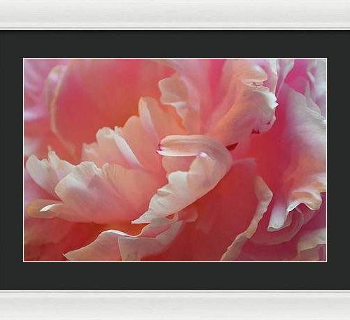 peony i earthwise designs c9150468 7434 4a6a b048 63ed07b6e7f5