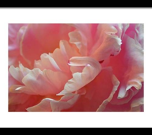 peony i earthwise designs eff66877 c1d8 4c79 a573 33b40d119cfd