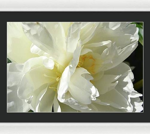 peony ii earthwise designs 15c6b0dc a134 43a7 8128 44b8249a43f0