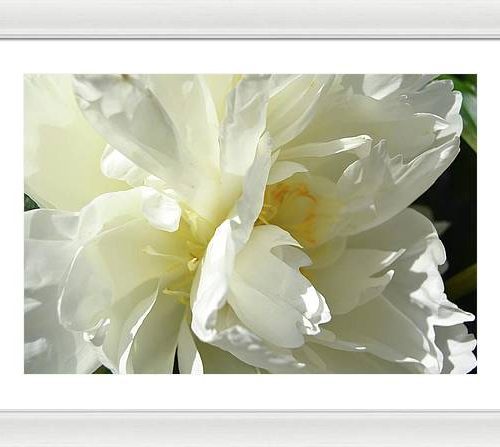 peony ii earthwise designs 5ba593f3 7783 4874 a294 6d08784084b5