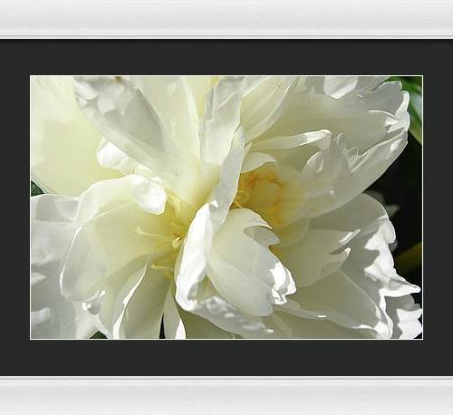 peony ii earthwise designs a91985ea fa06 41f7 824e 4c5778b773c1