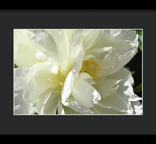 peony ii earthwise designs d42df740 105a 4ff7 bc52 686967eea86c