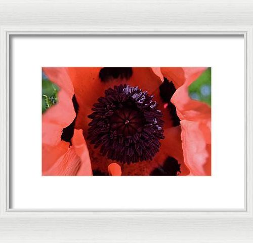 poppy i earthwise design 206086d1 ae02 4829 a0b6 6c96d924b49e