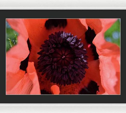 poppy i earthwise design 3cddad2f 7a20 4fc5 9cb1 9bdc9360c294