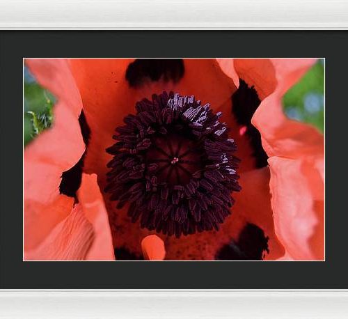 poppy i earthwise design 4fe30fa4 cef3 4157 ae95 e9ef0dab9e4a