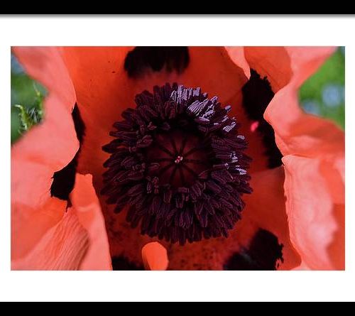 poppy i earthwise design 5d51f688 2620 4a84 bdfe adbb443dd7f4