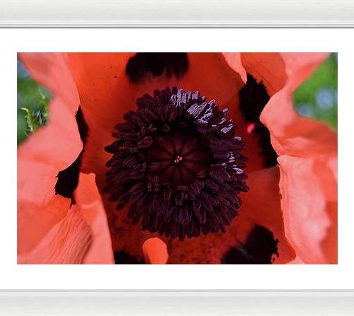 poppy i earthwise design 62a3dfc7 dc42 4ff3 a91f e015982af340