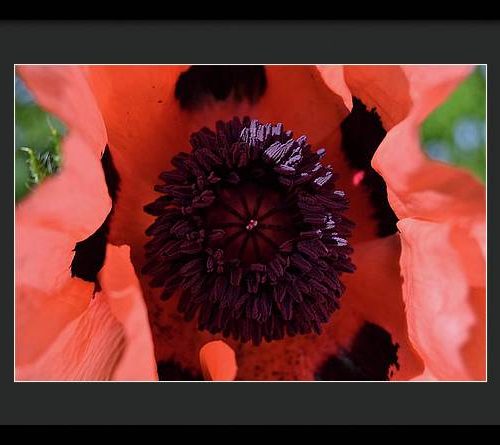 poppy i earthwise design 654d9612 ff85 454d bdaa 93398cb9f334