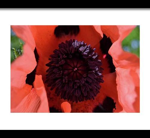 poppy i earthwise design 691abaa1 c2de 4434 89e8 3fabf2fd149e