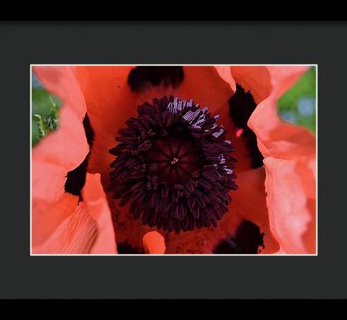 poppy i earthwise design 7a4034c0 cbcd 473f ae00 9c791c52877e