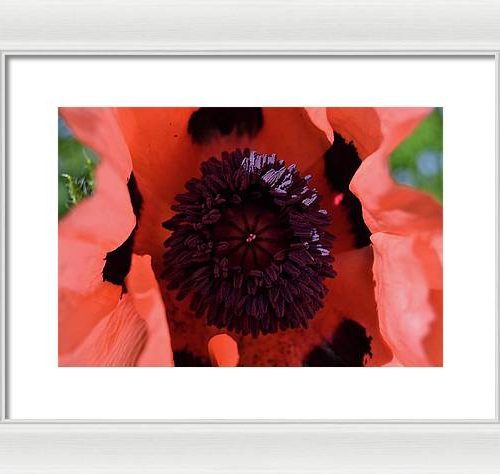 poppy i earthwise design 7ff82c53 c458 4094 b640 11fccec64784