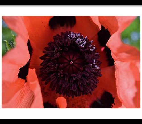 poppy i earthwise design 84d72286 25a2 4df8 9d95 b9c5b0c274e6