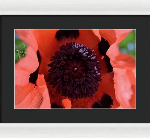 poppy i earthwise design 86fe439f 793e 4109 8192 b4d099d294dc