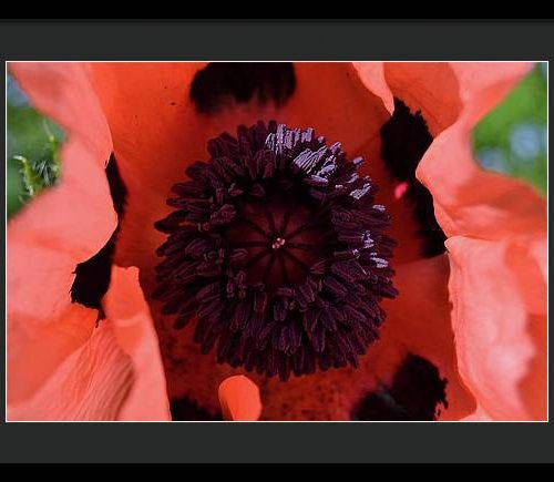 poppy i earthwise design 98f00c03 3f37 4d46 9cd8 93f542ef3f0f