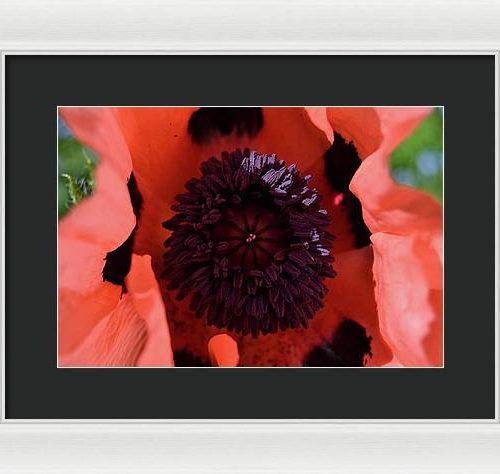 poppy i earthwise design 9b3c1ec9 8b4d 4240 a689 6f7fc250e556