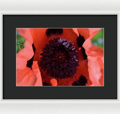 poppy i earthwise design 9df76f9e cc8d 4ca7 a748 3d6eb8ffc849