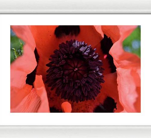 poppy i earthwise design ad49a2d8 11a0 4131 ba83 371b703ad6ad