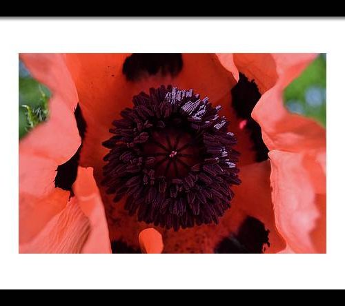 poppy i earthwise design b0c2778e aea9 4acc 8276 3594ac2fb91c