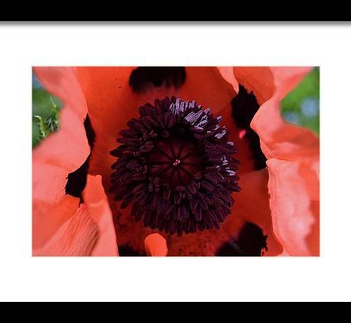 poppy i earthwise design bd1b3529 4d83 44c7 b050 2e64e64ca4e5