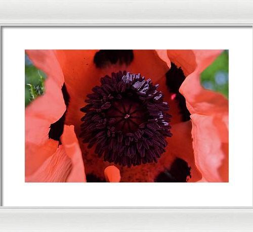 poppy i earthwise design c1c7631b b198 4eef 9092 c497a5763071