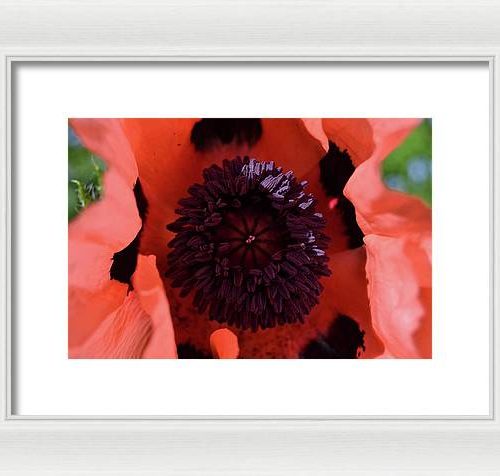 poppy i earthwise design cbbcbaa5 d069 465a b9e0 dd5d087e82e0