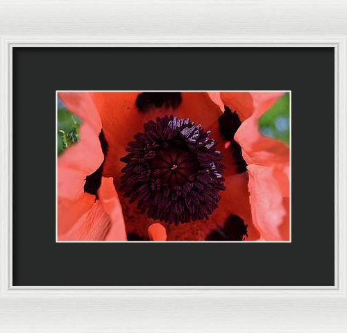 poppy i earthwise design f87d116c dcc4 43c6 b4c3 04240ef58de4