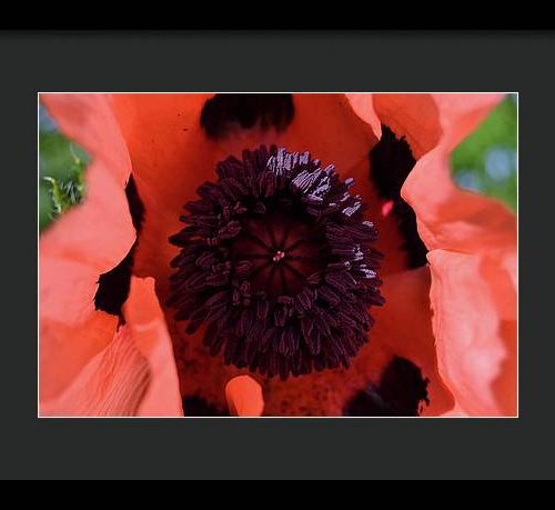 poppy i earthwise design f9bde513 002b 49b2 bd95 2455f6e3797f