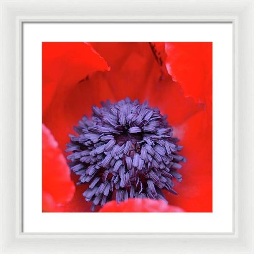 poppy ii earthwise designs 010ee781 aa5e 412d 9fe5 d00cc6ed3e0e