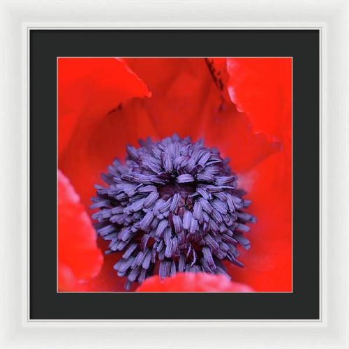 poppy ii earthwise designs 17d5536d f27a 4275 a2de 5022afc20339