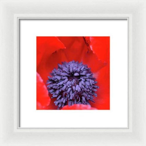 poppy ii earthwise designs 23862ee7 be6e 494b b553 3465d59c3bc9