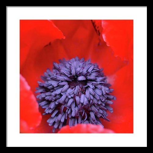 poppy ii earthwise designs 2abed279 5fd5 457f a9e3 b062ea073d27