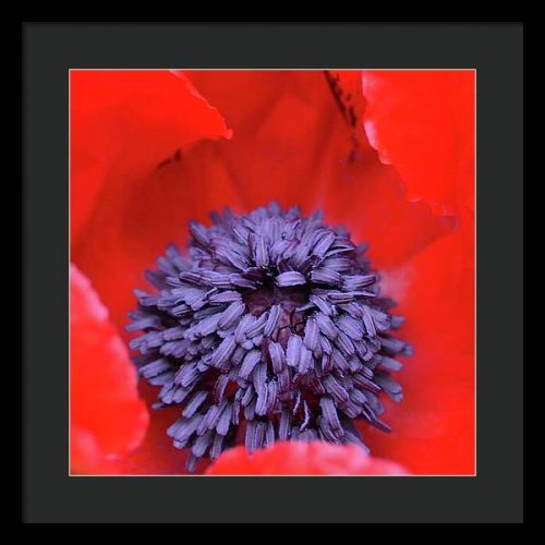 poppy ii earthwise designs 357ccc49 3461 48cc 9113 3dd289b78881