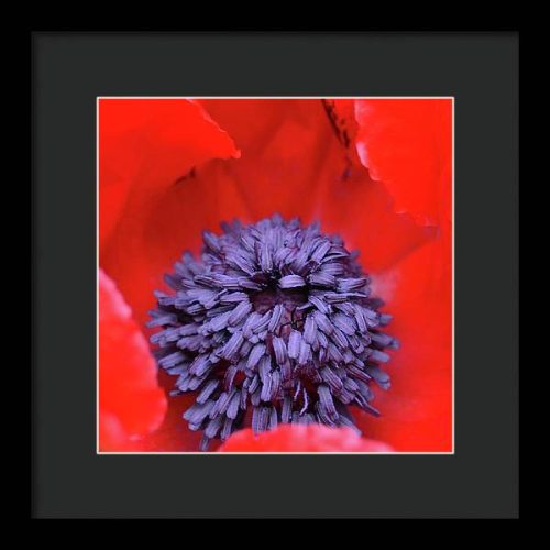 poppy ii earthwise designs 3729e352 fc56 4fc9 b3d9 01f446af56c8