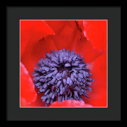 poppy ii earthwise designs 47bb7527 8839 4717 b0bd 471793904b27