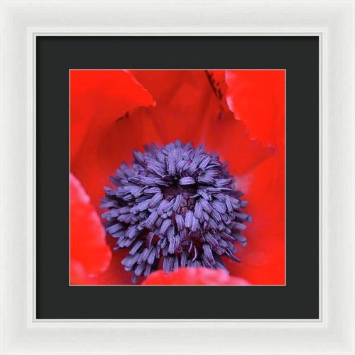 poppy ii earthwise designs 55a86b3d b912 4559 8642 d7ee8546d88e