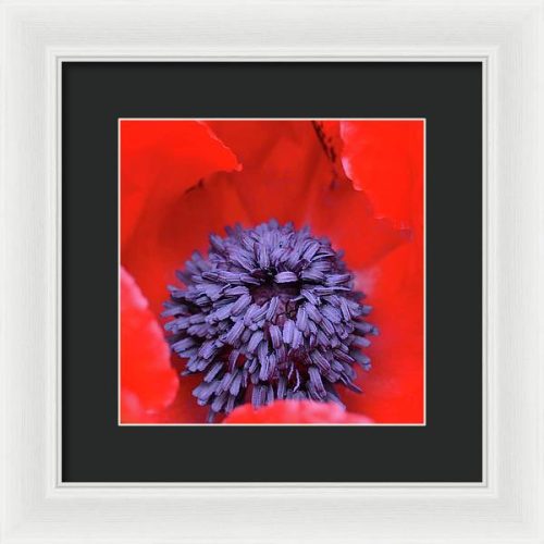 poppy ii earthwise designs 56b7e6e7 1cd0 45db b55f 9ca19319b240