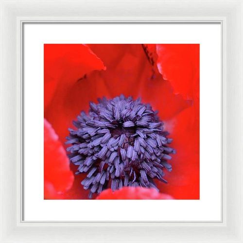 poppy ii earthwise designs 5e9261b8 1eeb 4195 84eb 1a9360cb1b42