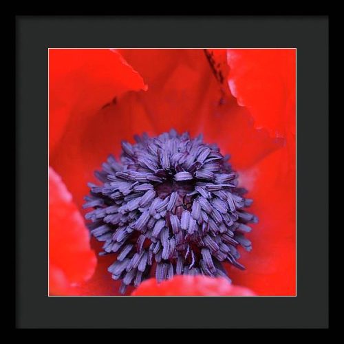 poppy ii earthwise designs 6b4b252e 920b 48fa b1ba 220f3e7226bc