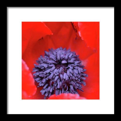 poppy ii earthwise designs b7a290a0 0593 4c3f 9260 722b43f26831