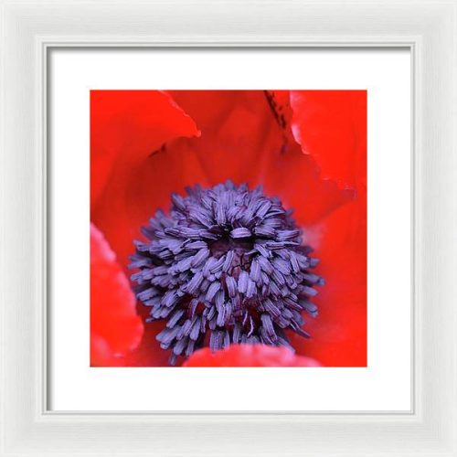 poppy ii earthwise designs bbf78d2b 5927 4f54 a9f7 a02f548388dc