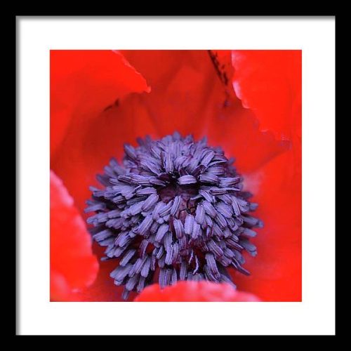 poppy ii earthwise designs c21cb6e7 69b4 4394 8f84 0abb2257a6c9