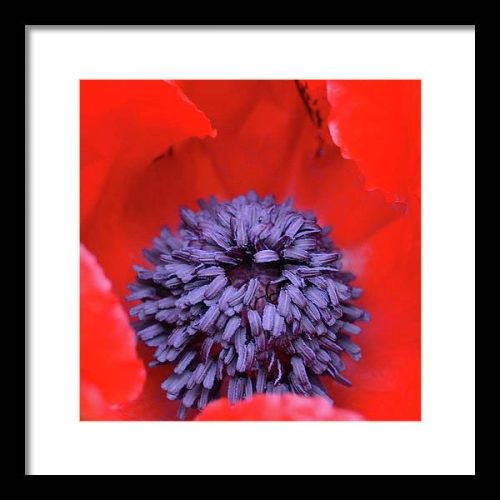 poppy ii earthwise designs d983ef49 f42d 45e0 8eaa df5f03fe90ba