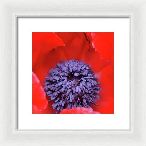 poppy ii earthwise designs fd058174 d7af 4089 a51c fe850ac44102