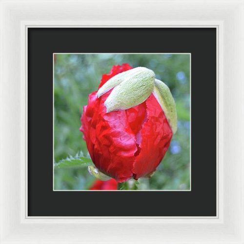 poppy iii earthwise designs 226ff914 8fb9 4c3c 8a1a 9ca5f9269735