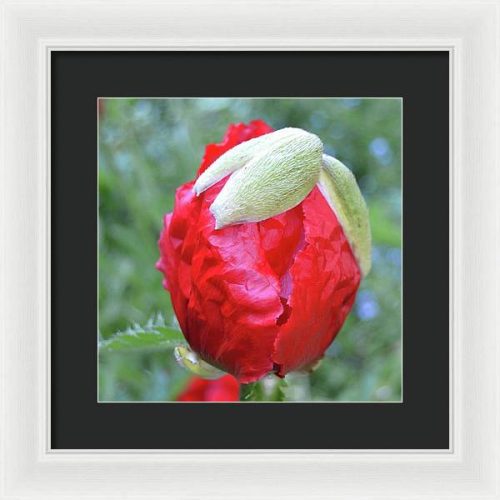 poppy iii earthwise designs 2da73f7b 9e0f 49e8 9a91 092b31b49bdf