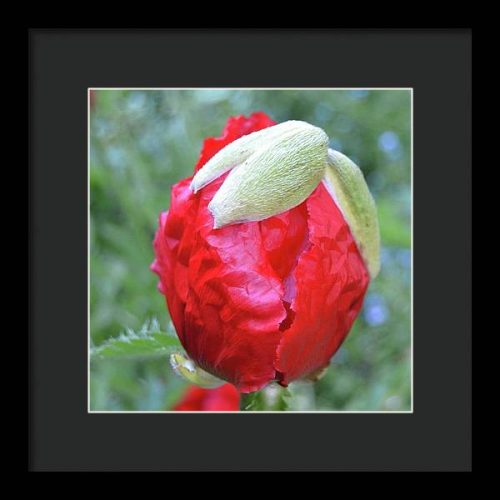 poppy iii earthwise designs 3c3384f5 315b 4530 9437 fb6e392fb2d6